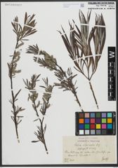 Foto von Salix viminalis L.